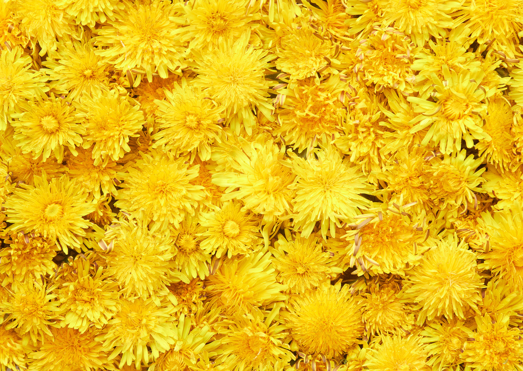 yellow dandelions background. spring pattern